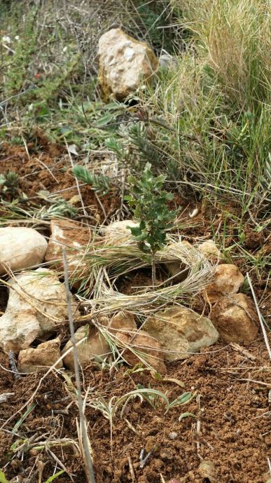 WhatsApp Image 2017-01-29 at 17.01.46 (4).jpeg